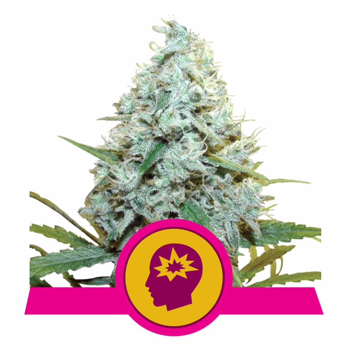 AMG - Amnesia Mac Ganja feminisierte Cannabissamen