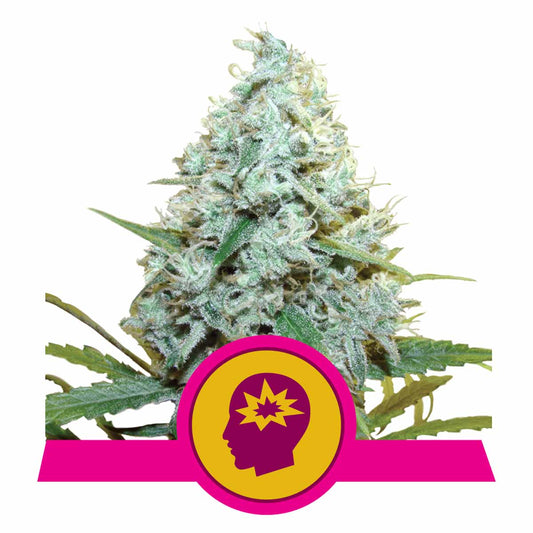 AMG - Amnesia Mac Ganja feminisierte Cannabissamen
