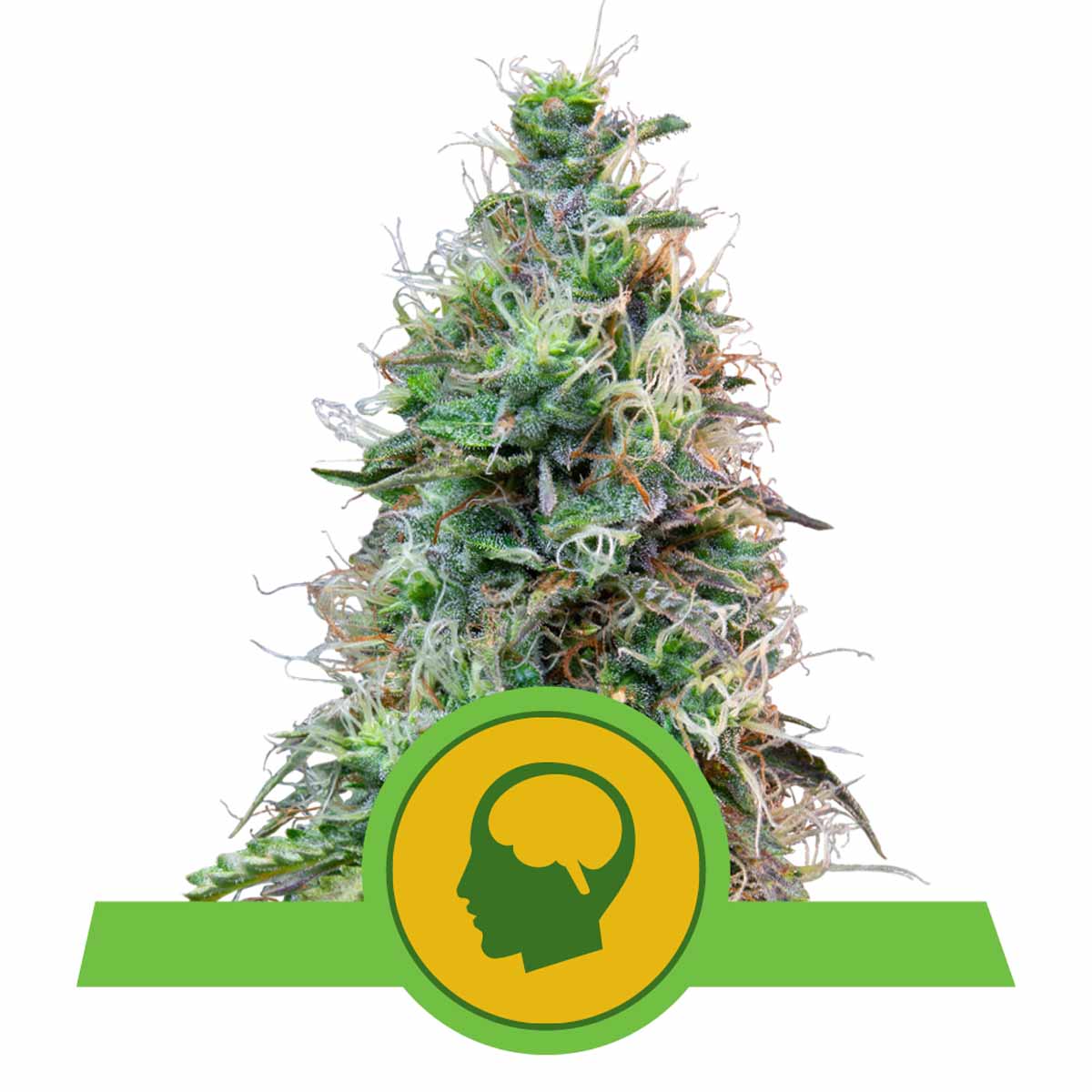 Amnesia Haze Automatic Cannabissamen