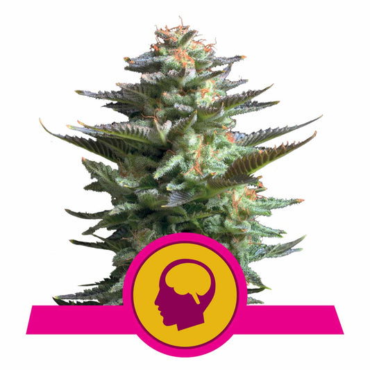 Amnesia Haze feminisierte Cannabissamen