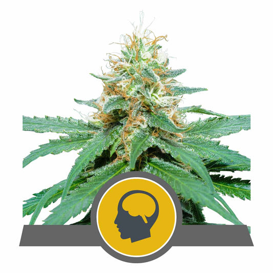 Amnesia Haze reguläre Cannabissamen