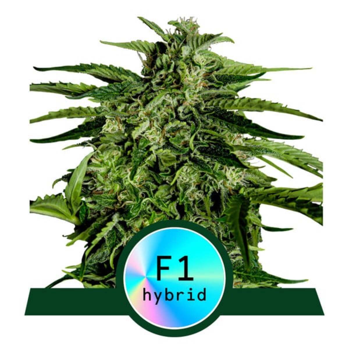 Apollo F1 Automatic Cannabissamen