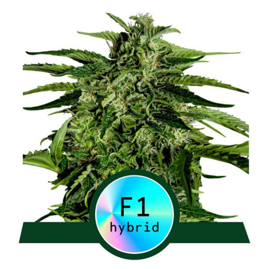 Apollo F1 Automatic Cannabissamen
