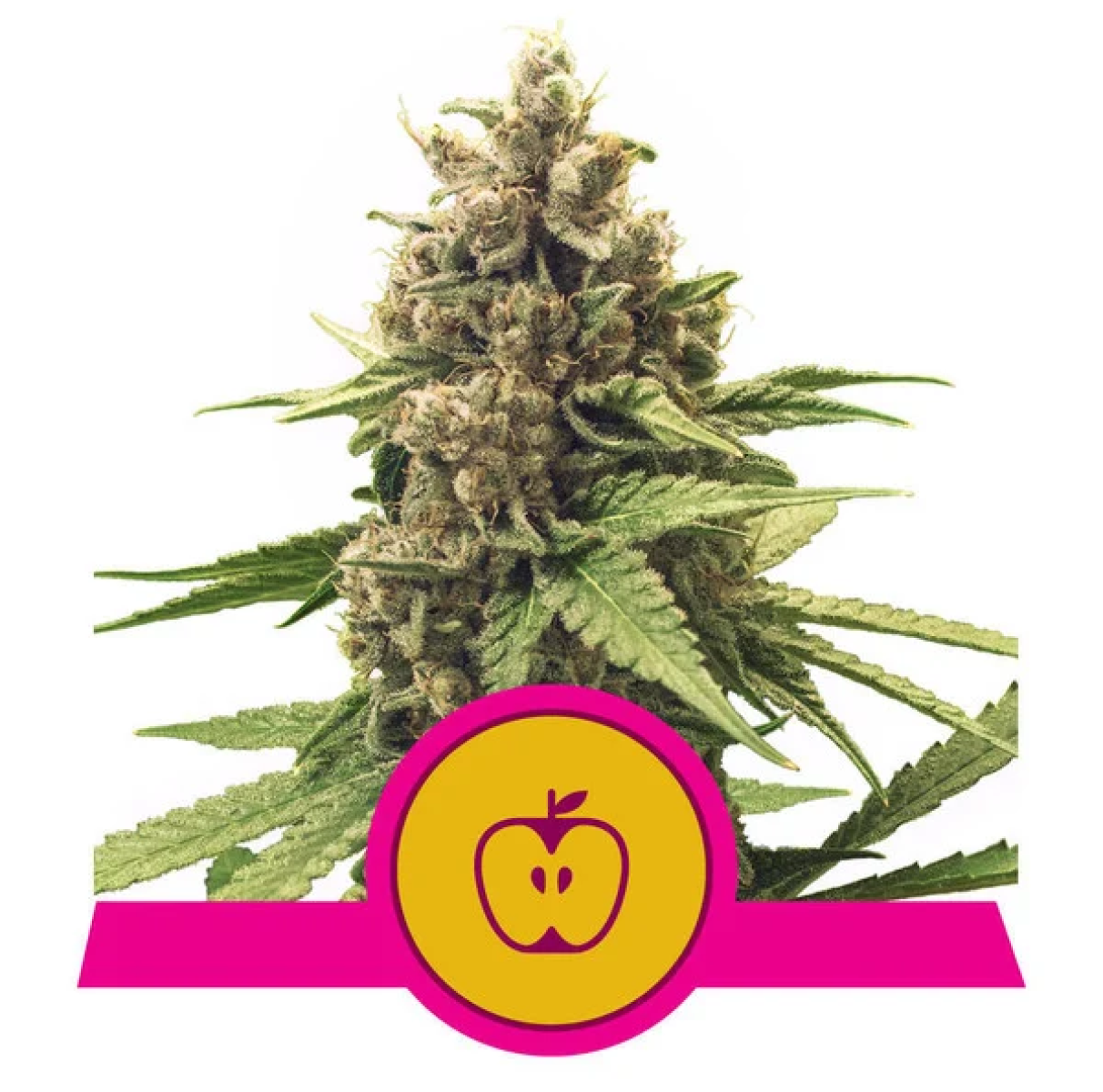 Apple Fritter feminisierte Cannabissamen