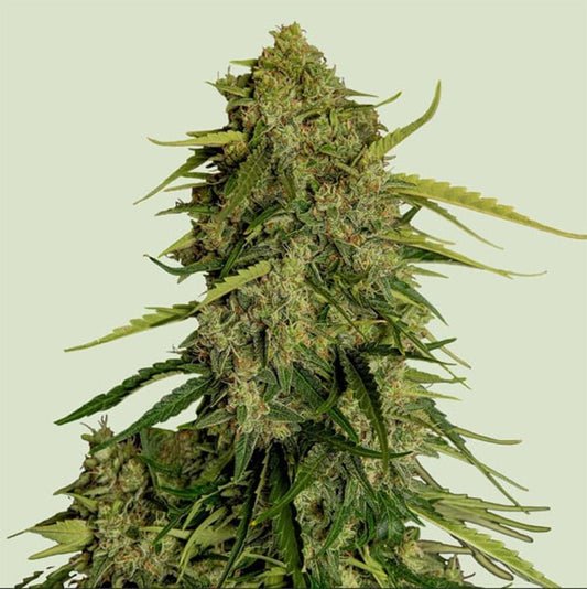 Royal Queen Seeds Atlas F1 Automatic Hanfsamen Cannabisblüte