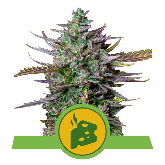 Blue Cheese Automatic Cannabissamen