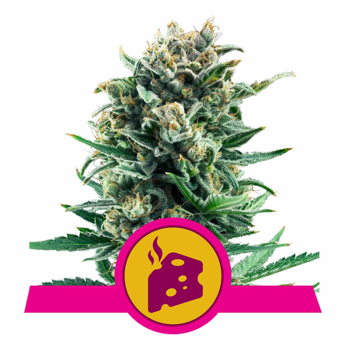 Blue Cheese feminisierte Cannabissamen