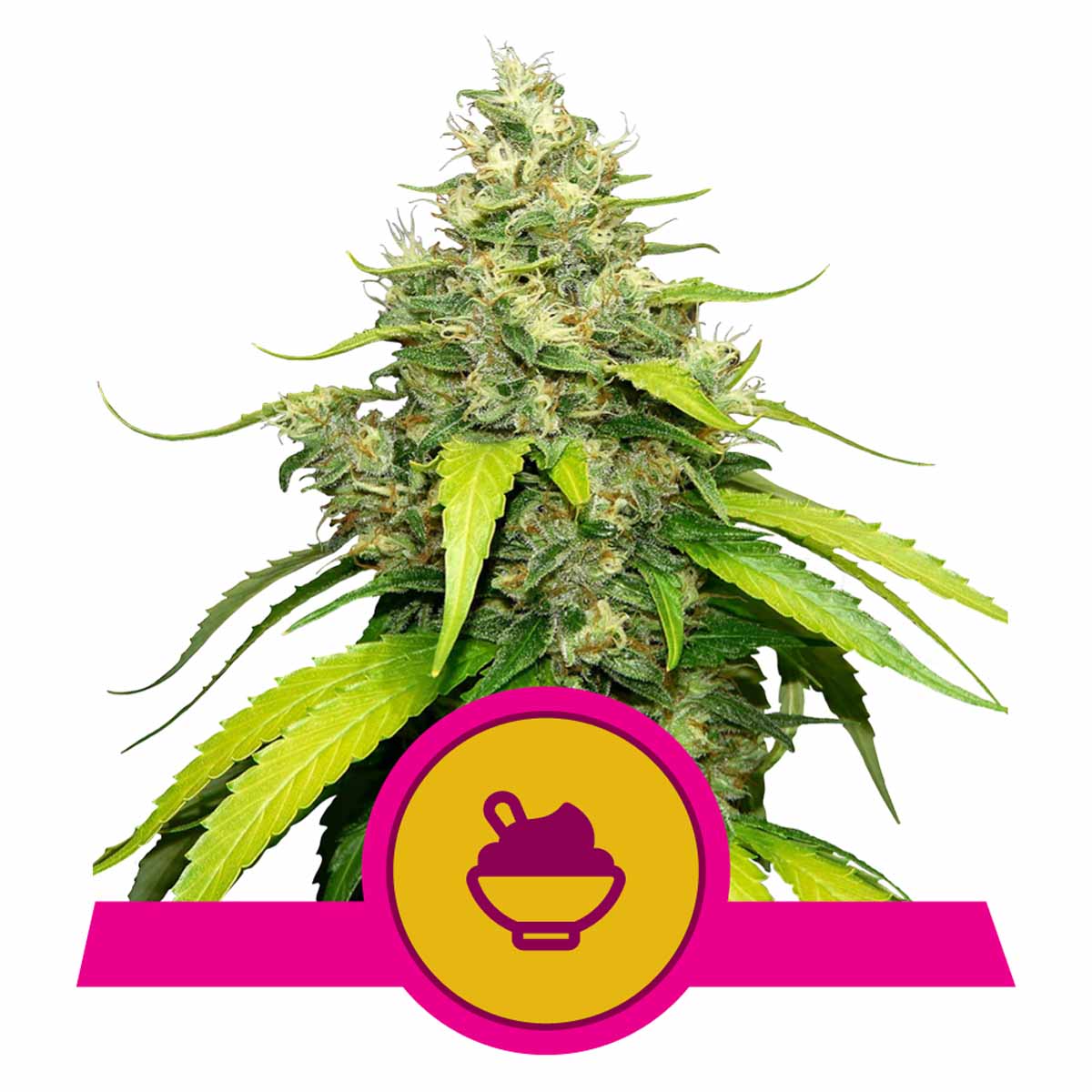 Blue Gelato feminisierte Cannabissamen