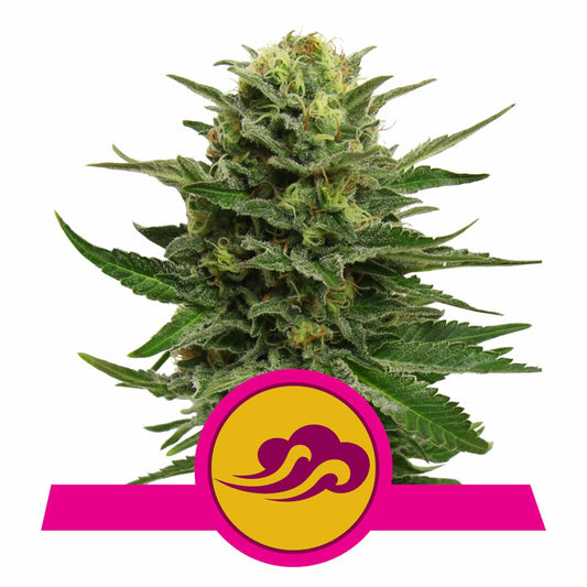 Blue Mystic feminisierte Cannabissamen