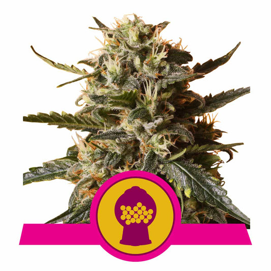 Bubblegum XL feminisierte Cannabissamen