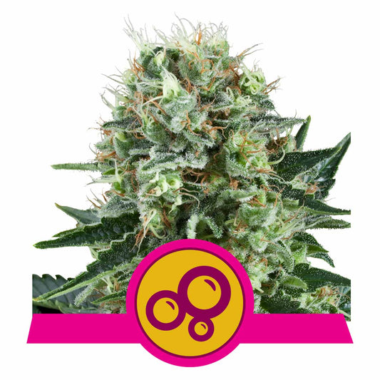 Bubble Kush feminisierte Cannabissamen