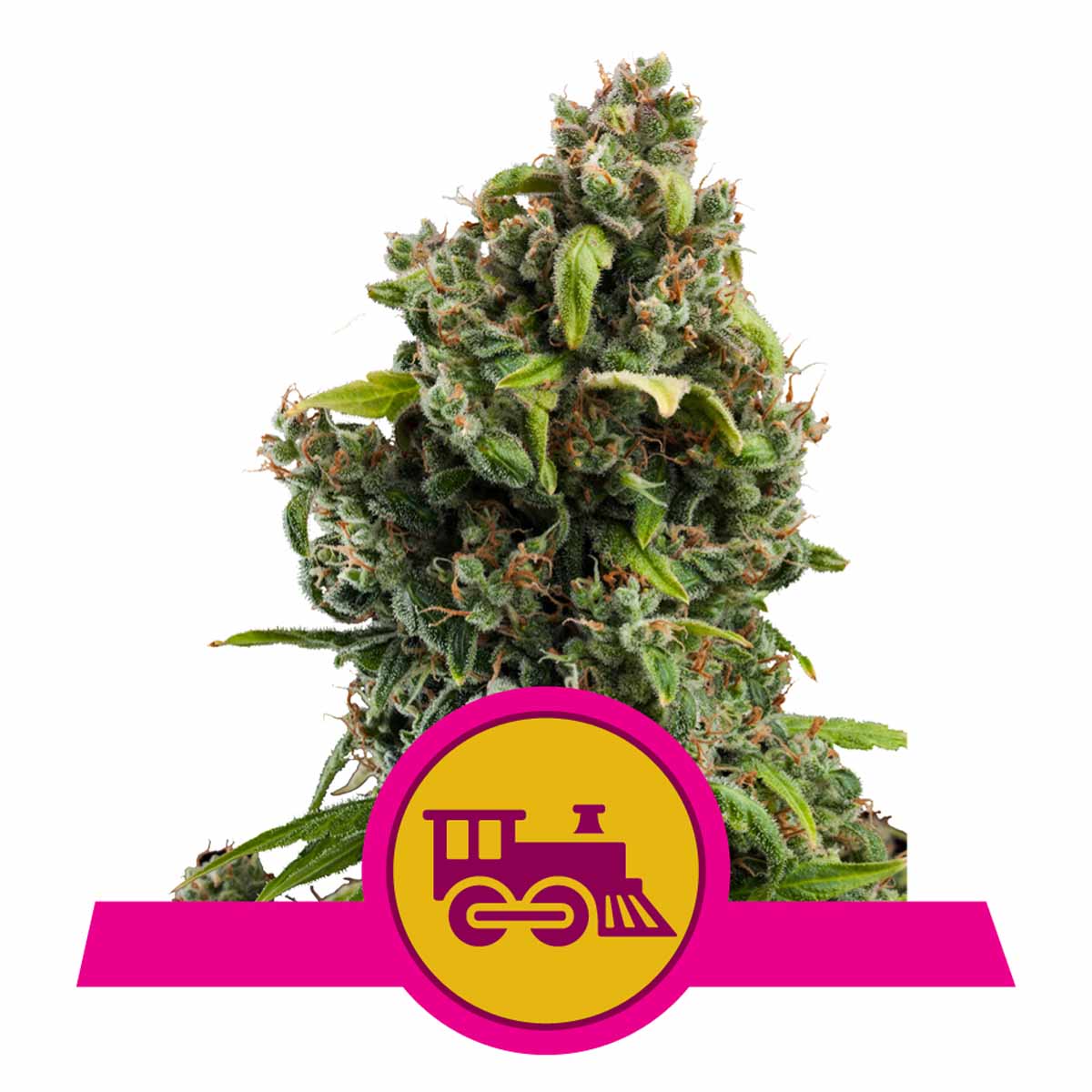 Candy Kush Express FAST Version feminisierte Cannabissamen