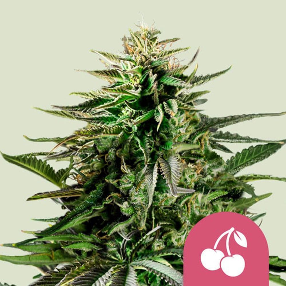 Royal Queen Seeds Cherry Pie Feminisierte Hanfsamen Cannabisblüte