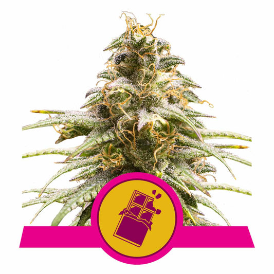 Chocolate Haze feminisierte Cannabissamen