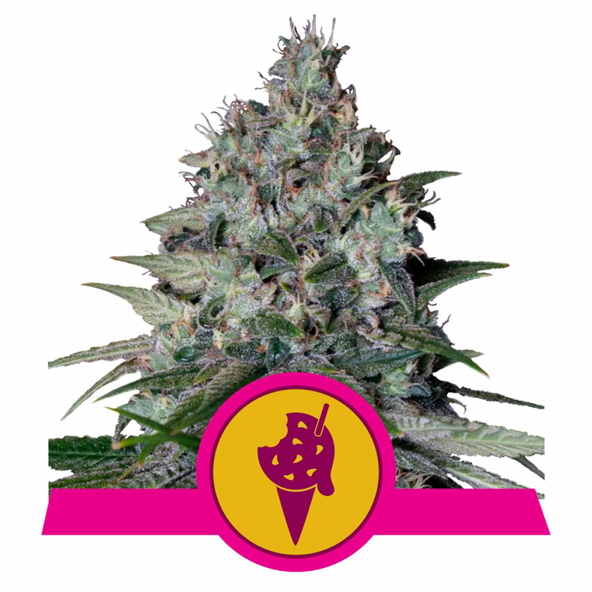 Cookies Gelato feminisierte Cannabissamen