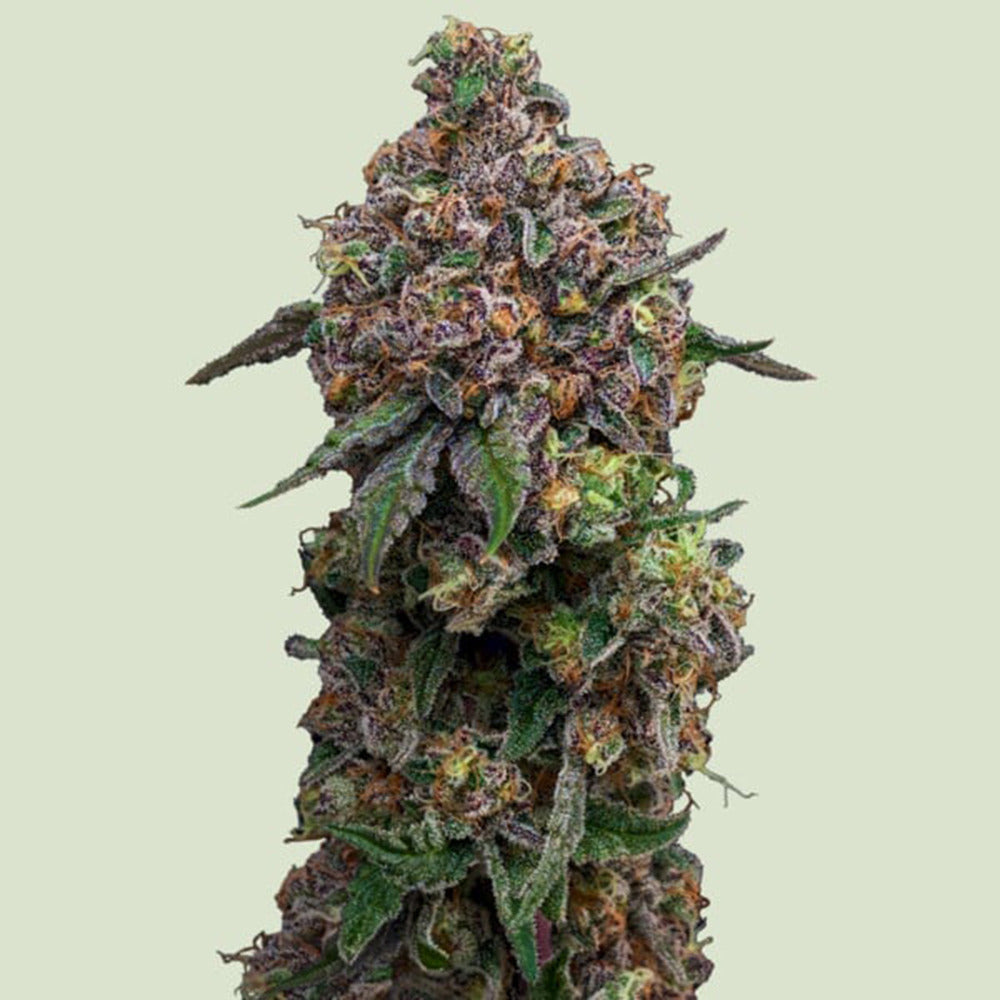 Cosmic Cheddar F1 feminisierte Cannabissamen