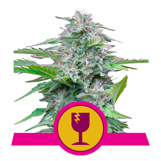 Critical feminisierte Cannabissamen