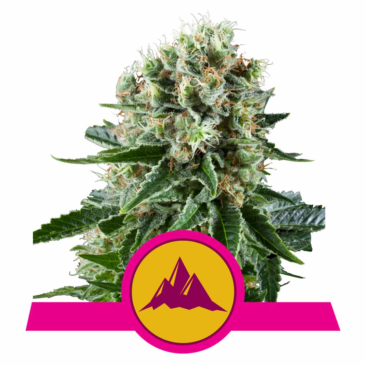 Critical Kush feminisierte Cannabissamen