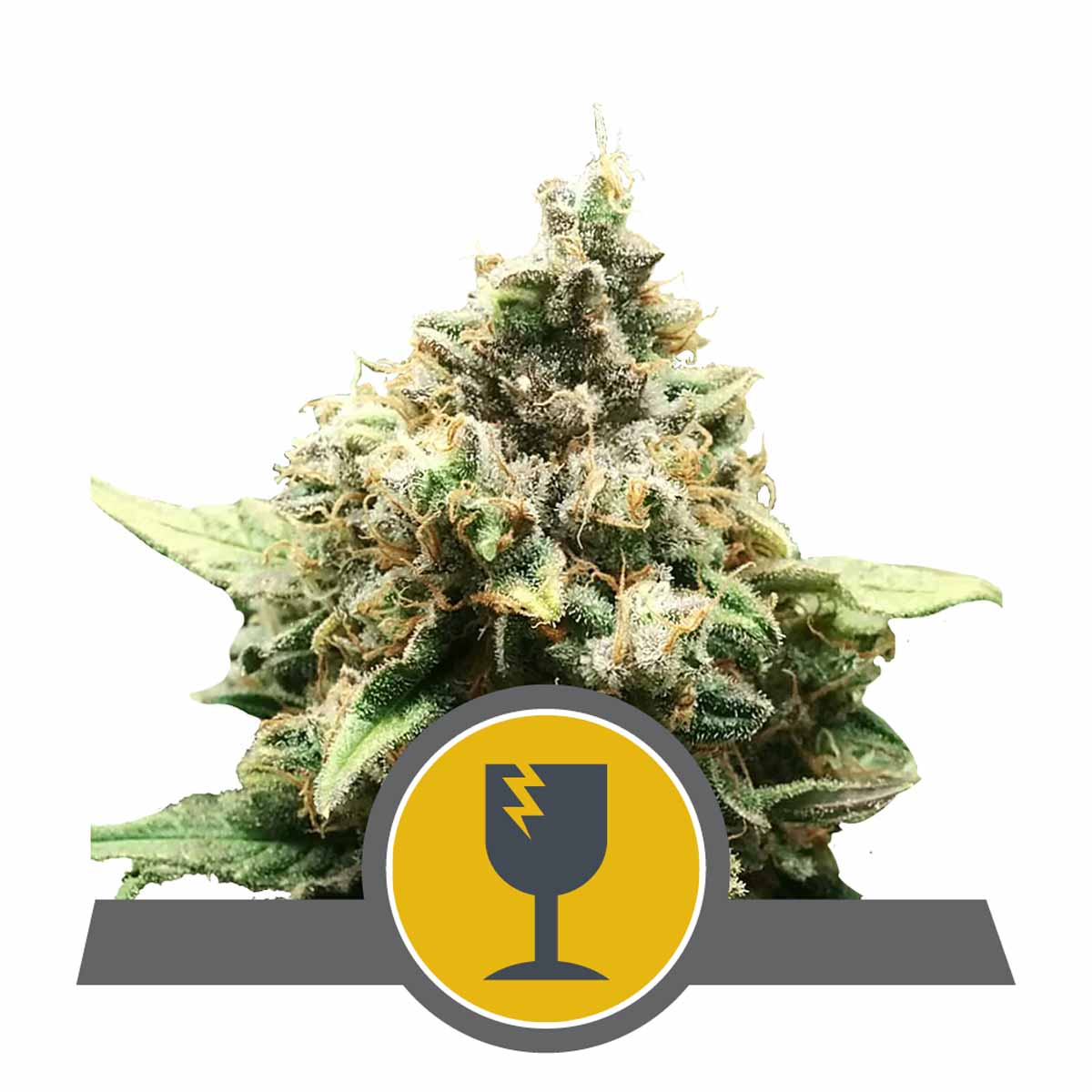 Critical reguläre Cannabissamen