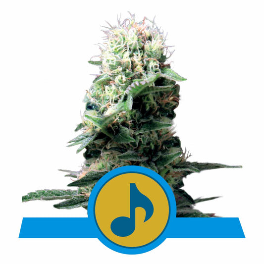 Dance World CBD feminisierte Cannabissamen