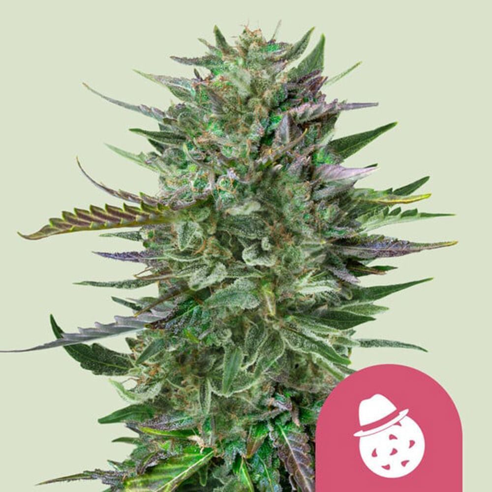 Royal Queen Seeds Do-Si-Dos Feminisierte Hanfsamen Cannabisblüte