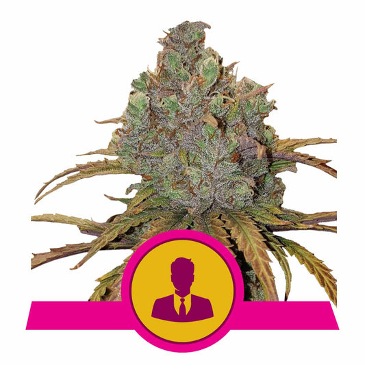 El Patron feminisierte Cannabissamen