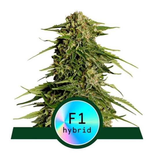 Epsilon F1 Automatic Cannabissamen