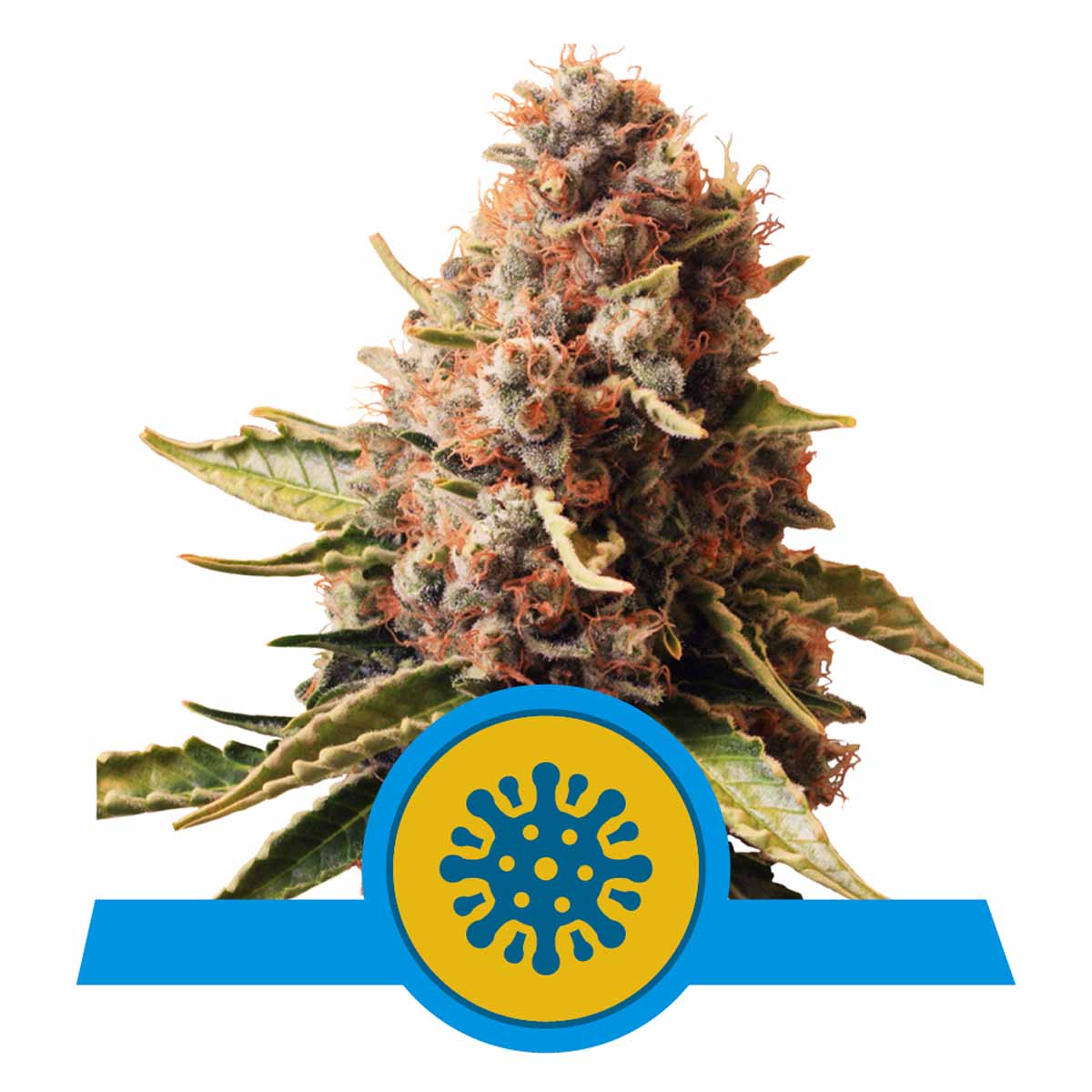 Euphoria CBD feminisierte Cannabissamen