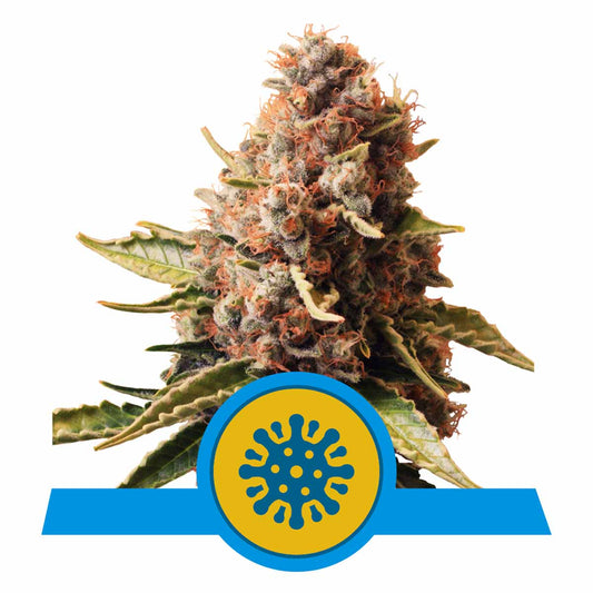 Euphoria CBD feminisierte Cannabissamen