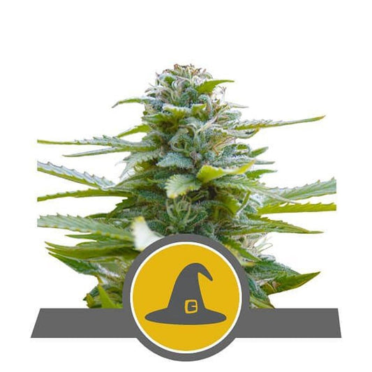 Royal Queen Seeds Exotic Witch Cannabis Blüte