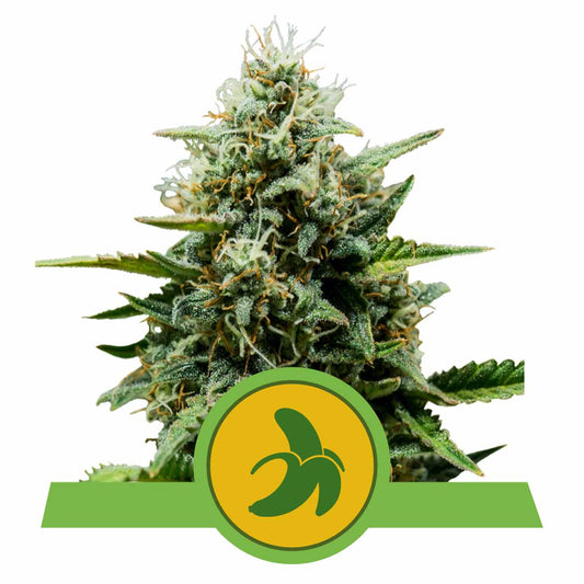 Fat Banana Automatic Cannabissamen