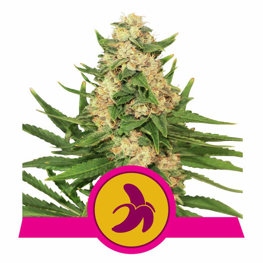 Fat Banana feminisierte Cannabissamen