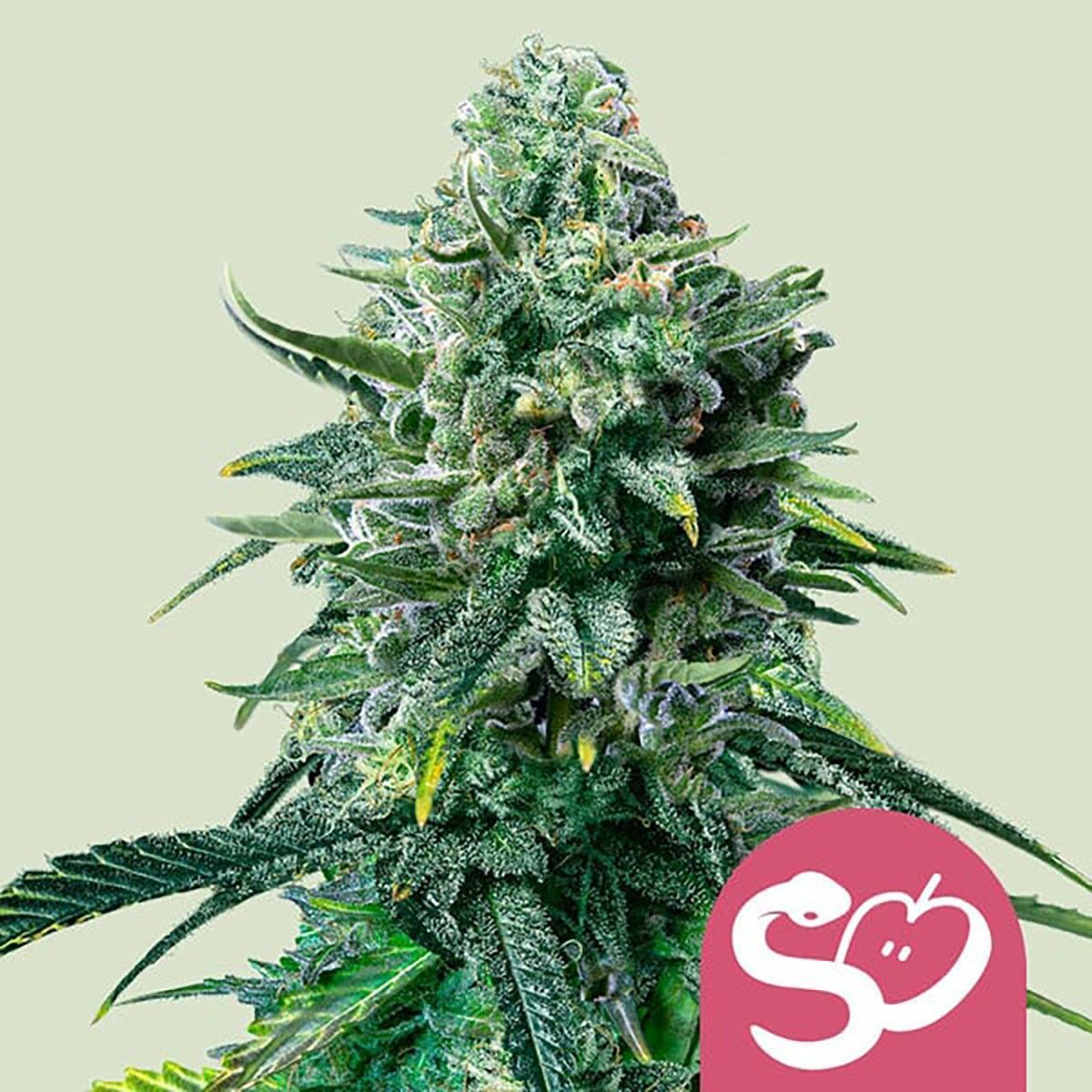 Royal Queen Seeds Forbidden Fruit Feminisierte Hanfsamen