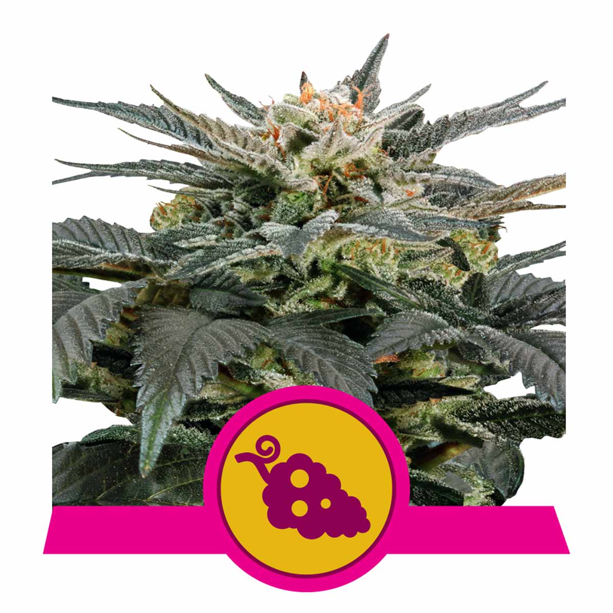 Fruit Spirit feminisierte Cannabissamen