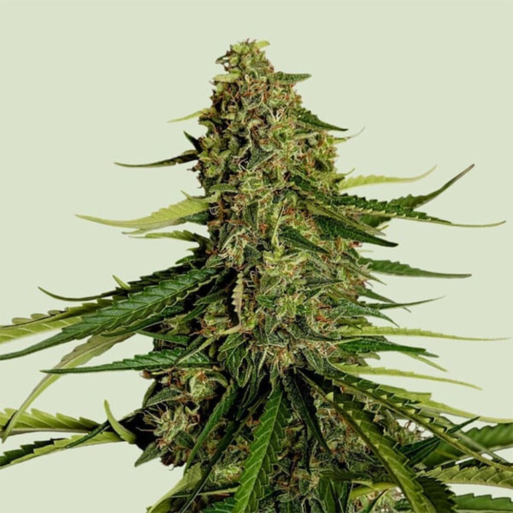 Royal Queen Seeds Gaia F1 Automatic Hanfsamen Cannabisblüte