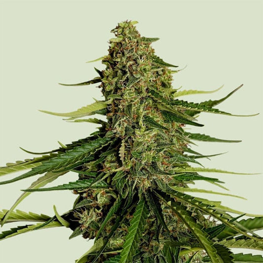Royal Queen Seeds Gaia F1 Automatic Hanfsamen Cannabisblüte