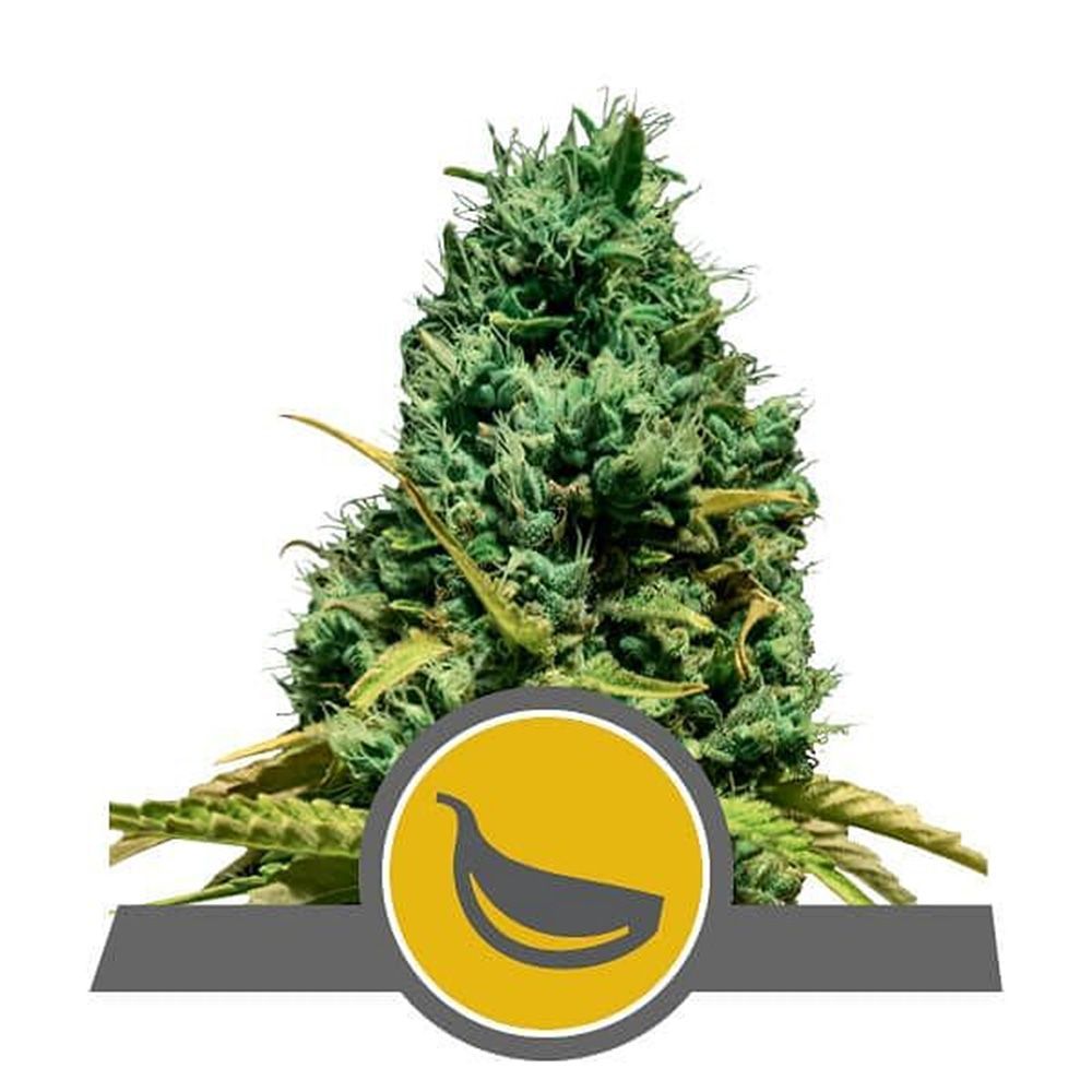 Royal Queen Seeds Garlic Mist Cannabis Blüte