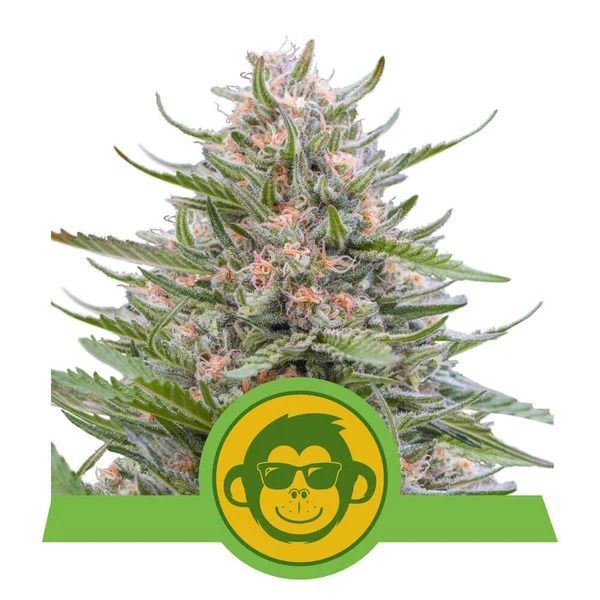 Grape Ape Automatic Cannabissamen