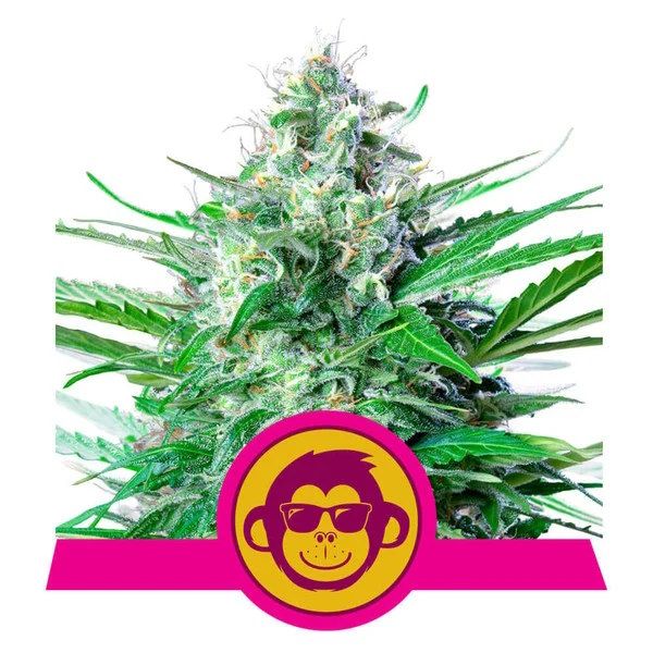 Grape Ape feminisierte Cannabissamen
