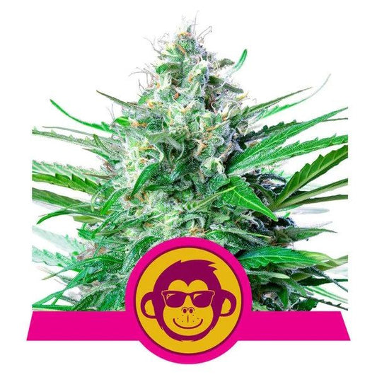 Grape Ape feminisierte Cannabissamen