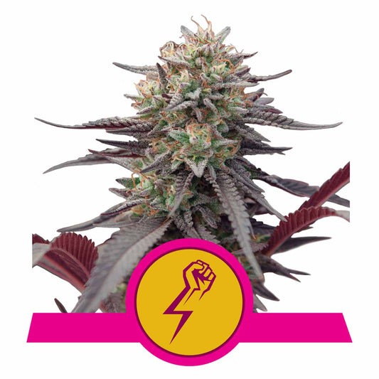 Green Crack Punch feminisierte Cannabissamen