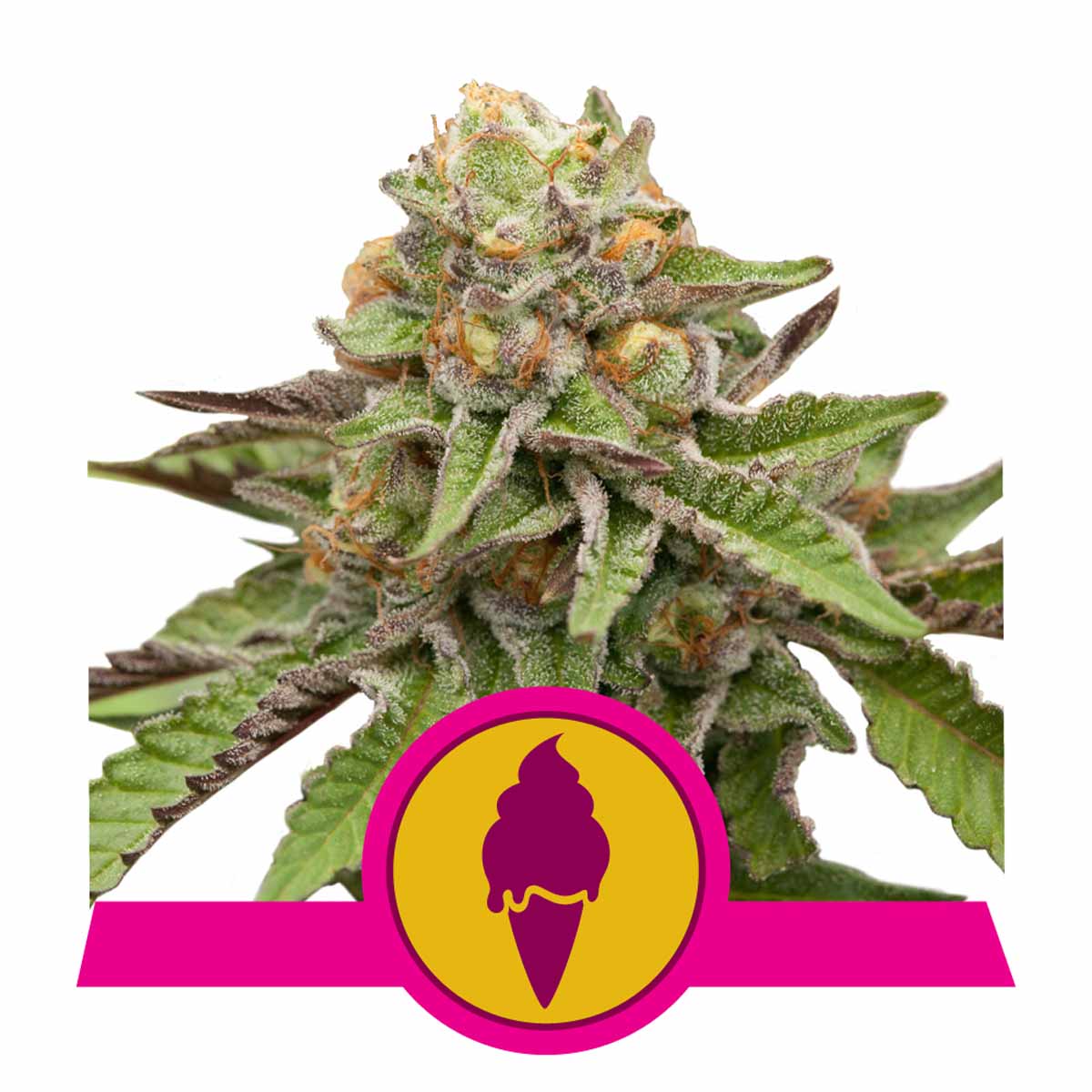 Green Gelato feminisierte Cannabissamen