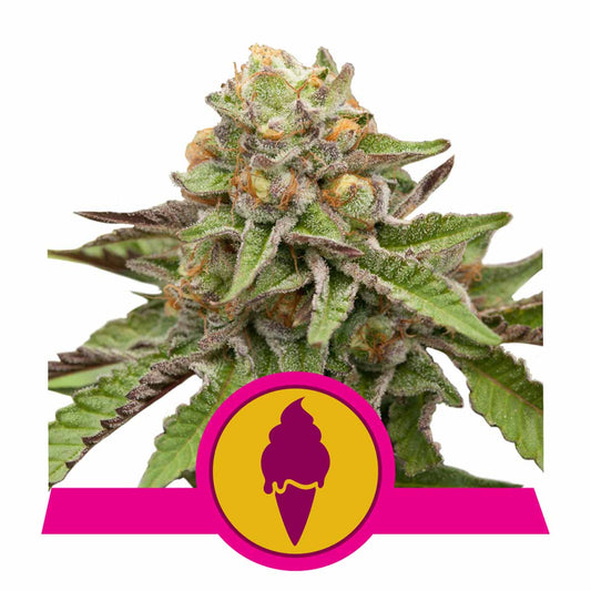 Green Gelato feminisierte Cannabissamen