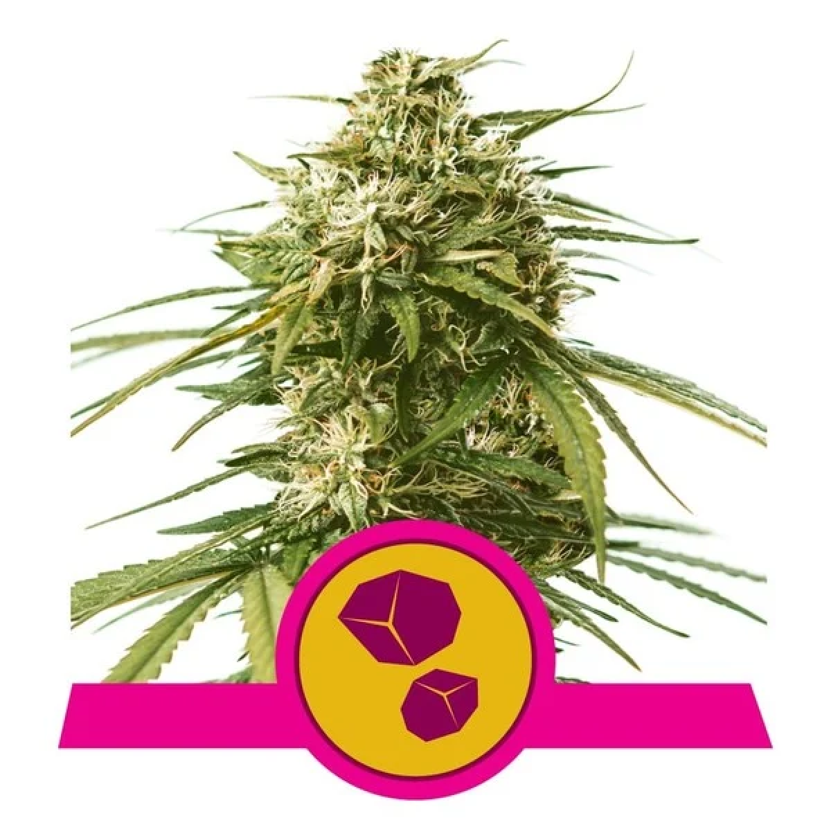 Gushers feminisierte Cannabissamen