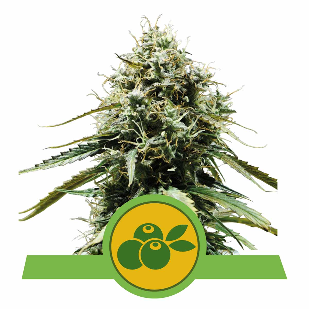 Haze Berry Automatic Cannabissamen