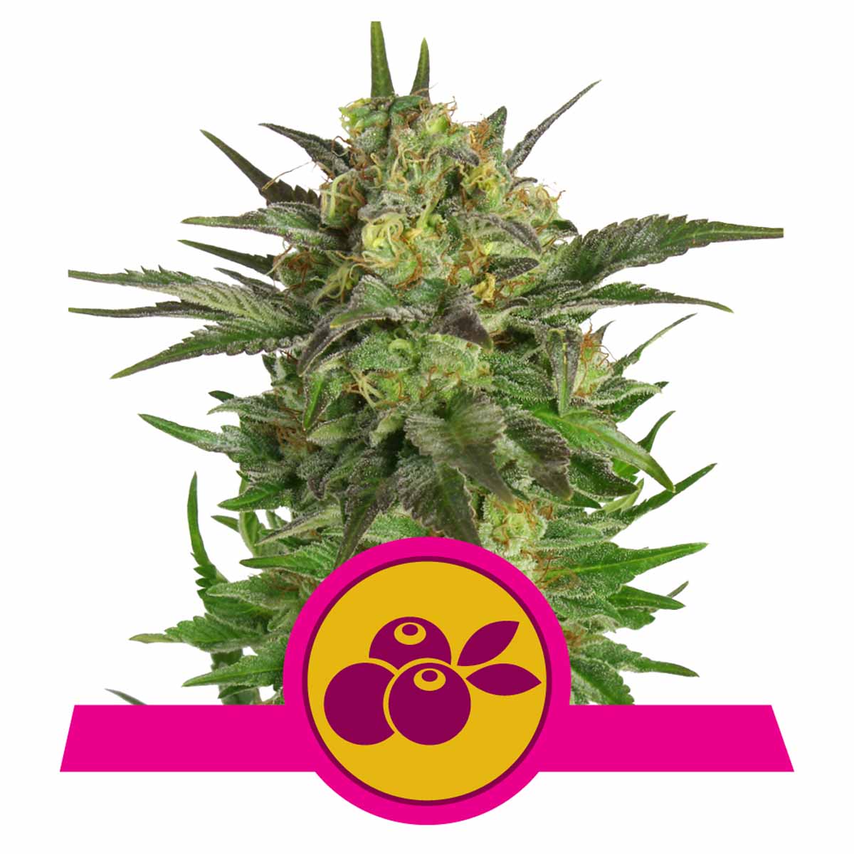 Haze Berry feminisierte Cannabissamen