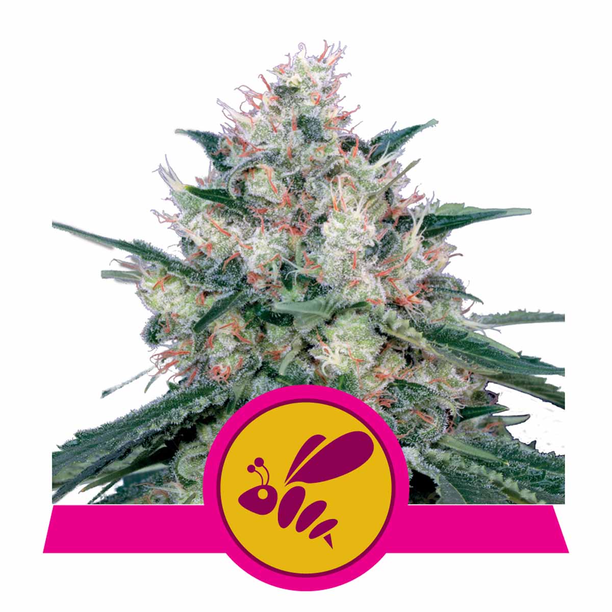 Honey Cream FAST feminisierte Cannabissamen