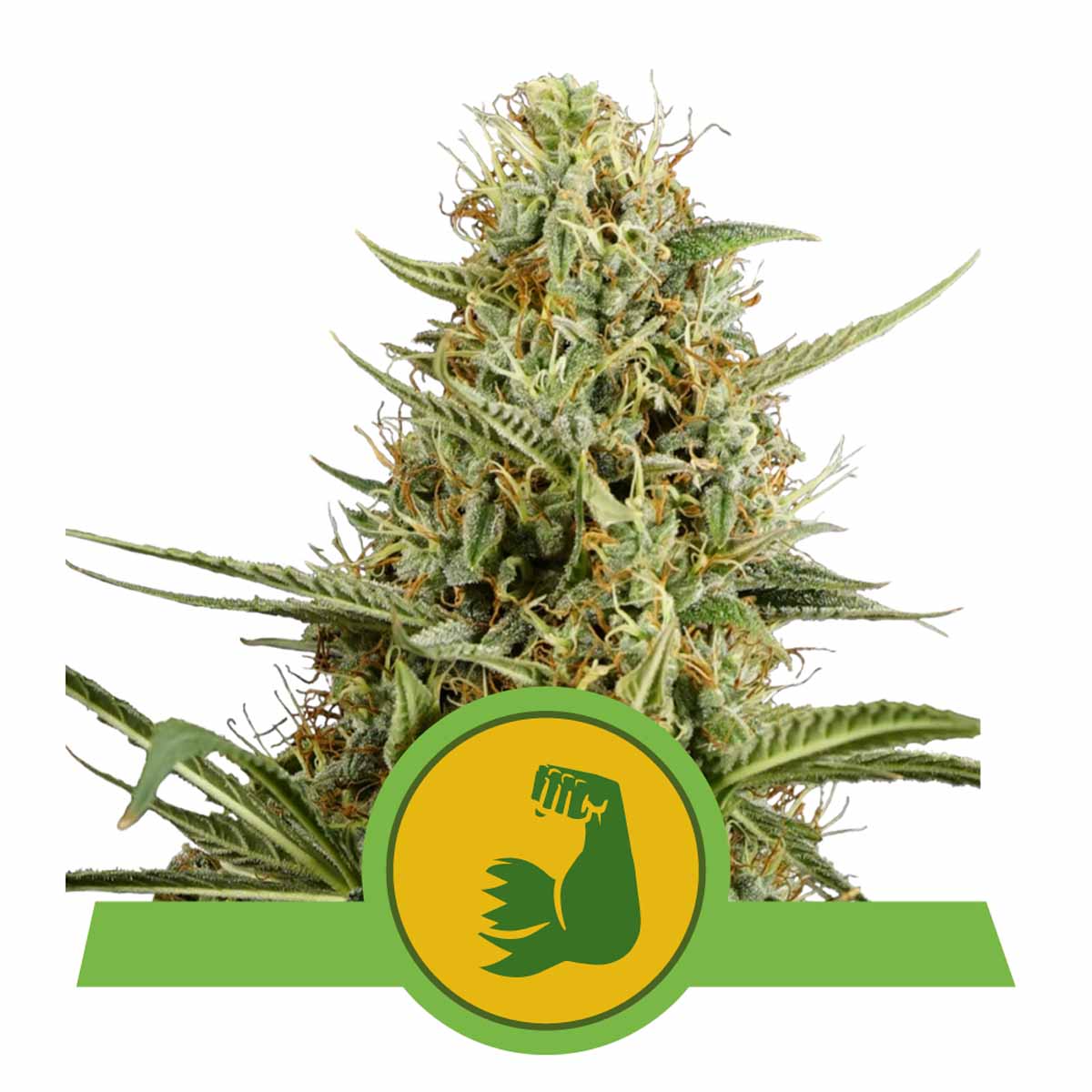 HulkBerry Automatic Cannabissamen