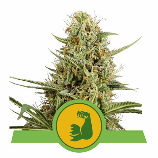 HulkBerry Automatic Cannabissamen