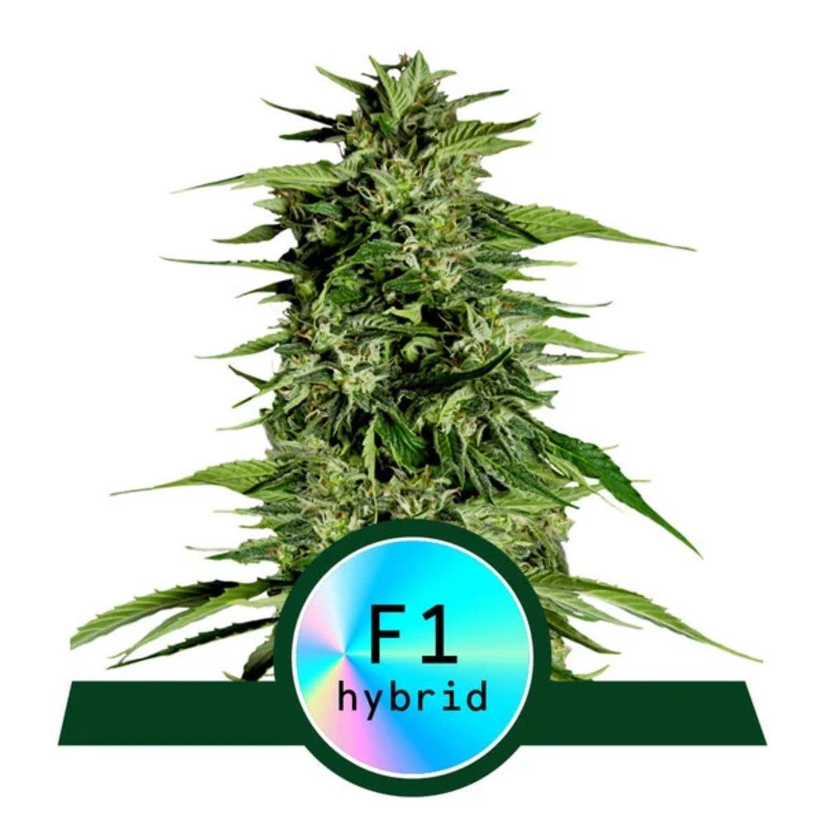 Hyperion F1 Automatic Cannabissamen
